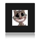 clin d oeil representant un chat avec de gros yeux