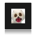 clin d oeil chien blanc