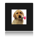clin d oeil representant un chiot avec une rose